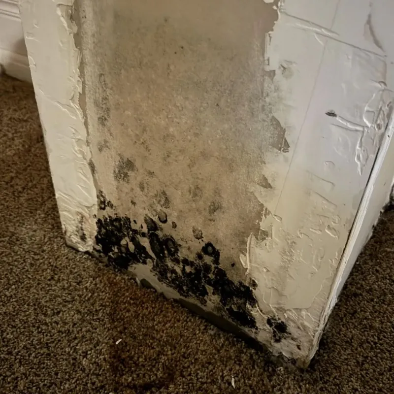 Professional Mold Removal in Hunt County, TX